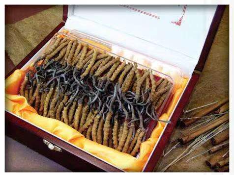 武胜冬虫夏草回收